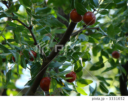 なつめ なつめ 3331652