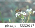 花と蜂 3332017