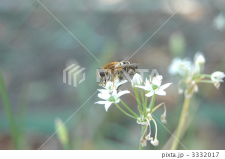 花と蜂 3332017