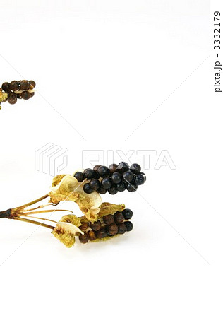 檜扇の実・射干玉（ぬばたま）縦位置アップ 3332179