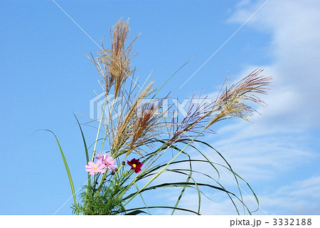 ススキの花穂とコスモスの花 横位置の写真素材