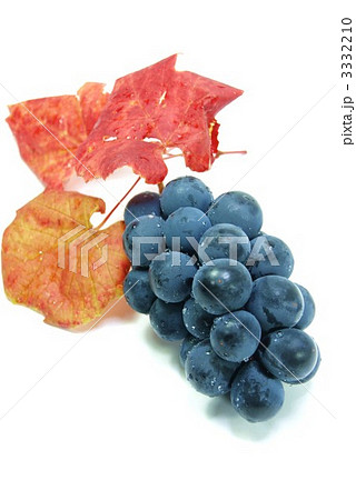 巨峰の実と葉・縦位置斜め 3332210