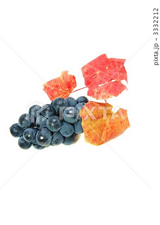 巨峰の実と葉・縦位置左向き 巨峰の実と葉・縦位置左向き 3332212