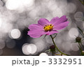 コスモス 3332951