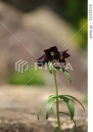 クロユリ 3333019