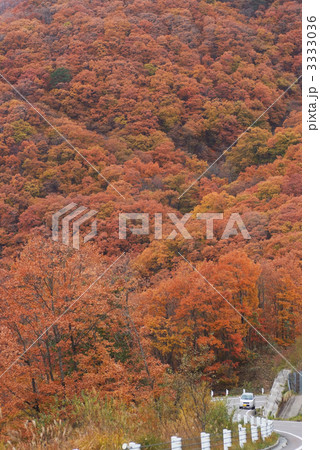 ナラ林の紅葉 3333036