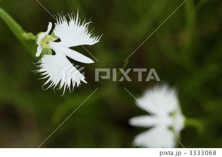 サギソウ 3333068