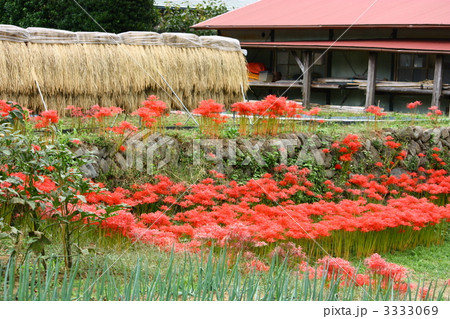 秋の田園 3333069