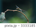 枝にとまるとんぼ 3333185