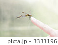 指にとまるとんぼ 3333196