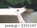 指にとまるとんぼ 3333197