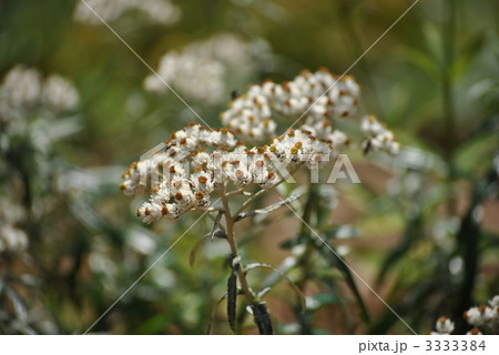 ヤマハハコ 3333384