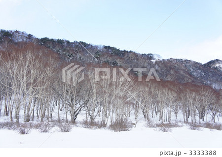 白樺牧場 (赤城山) 白樺牧場 (赤城山) 3333388