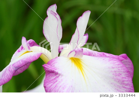 白地に紅紫色覆輪の花しょうぶ「はつくれない」 3333444