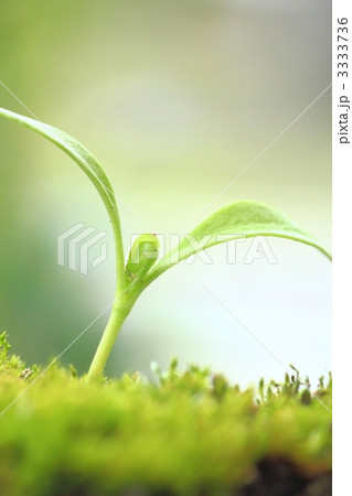 きんせんかの双葉 3333736