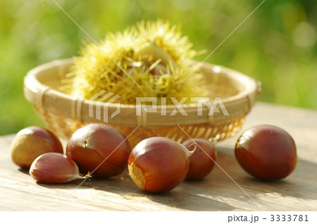 クリの収穫 3333781