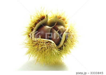 イガグリ イガグリ 3333845