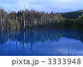 美瑛・秋の青池 3333948