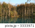 美瑛・秋の青池 3333971