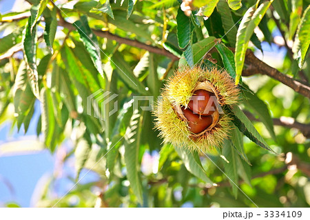 丹波栗 丹波栗 3334109