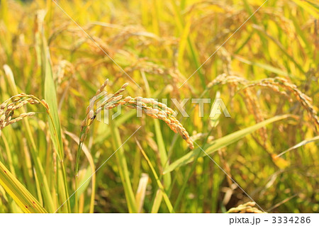稲 3334286