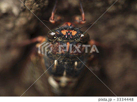 アブラゼミ 3334448