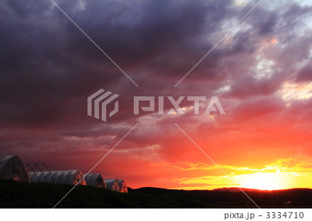 夕日とビニールハウス 3334710