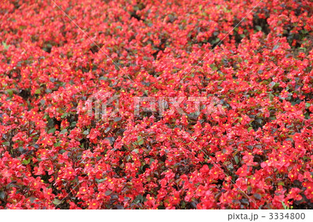 ベコニア 3334800