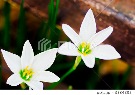 たますだれ 3334802