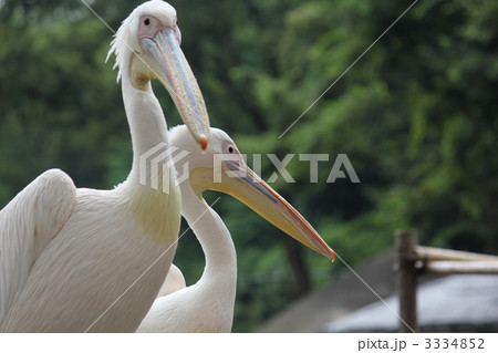 ペリカン 3334852
