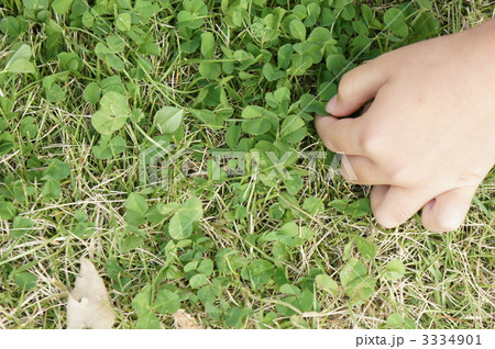 四葉のクローバー探し 3334901
