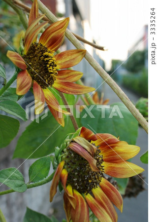 向日葵 3335264