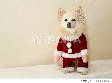 ポメラニアンとスピッツのミックス犬 クリスマスの写真素材