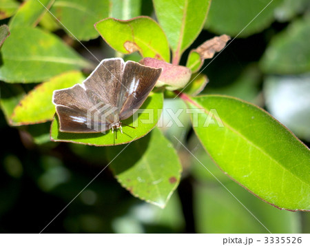 ウラギンシジミ ウラギンシジミ 3335526