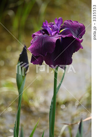 花菖蒲　「神楽獅子」 3335553