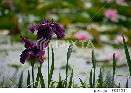 花菖蒲　「神楽獅子」 3335554