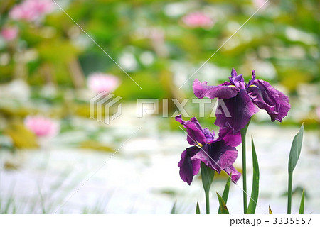 花菖蒲　「神楽獅子」 3335557