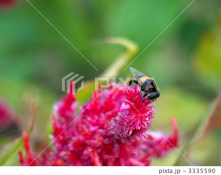 オオハナアブ 3335590