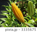 ユリの蕾 3335675