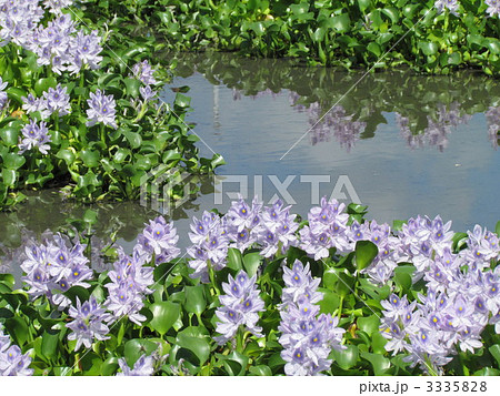 ホテイアオイ 花畑 ホテイアオイ 花畑 3335828