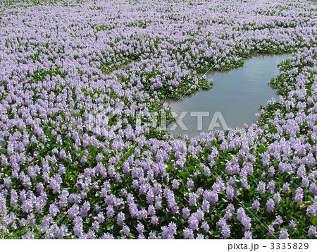 ホテイアオイ 花畑 ホテイアオイ 花畑 3335829