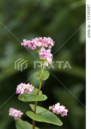 シルバータイムの花 3336087