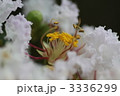 百日紅 3336299