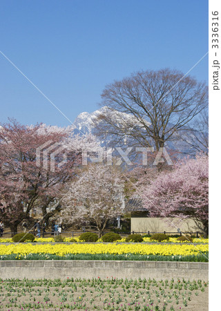 実相寺の桜と鳳凰三山 実相寺の桜と鳳凰三山 3336316