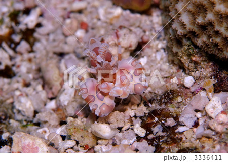 フリソデエビ フリソデエビ 3336411