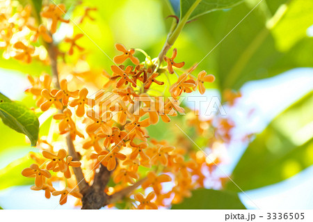 キンモクセイ キンモクセイ 3336505