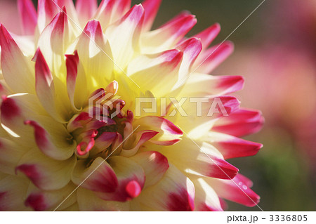 美しい変わり咲きのダリア1 美しい変わり咲きのダリア1 3336805