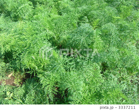 にんじん 3337211