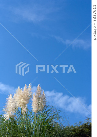 パンパスグラス パンパスグラス 3337611