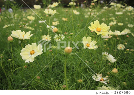 サンセットイエロー 3337690